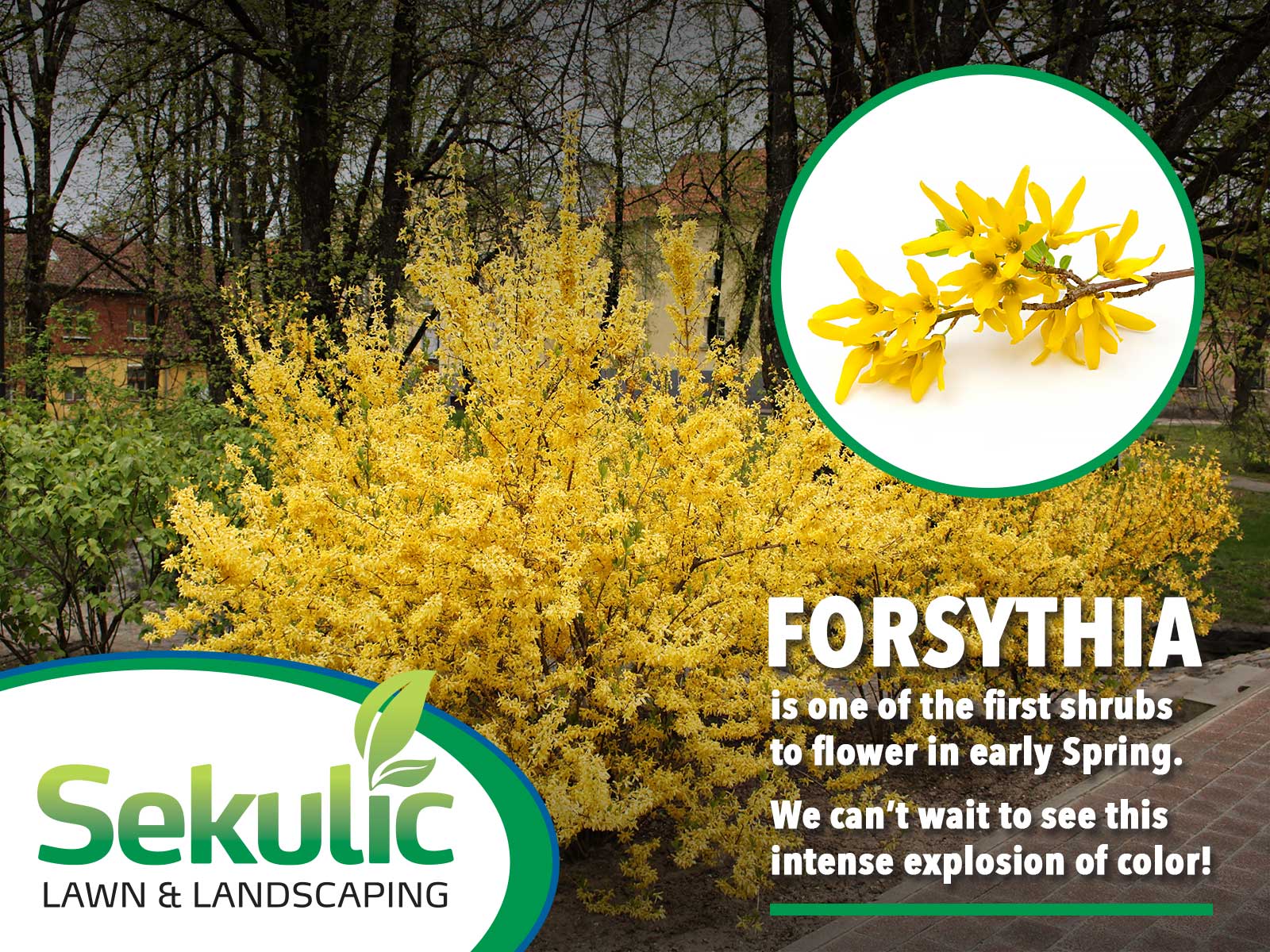 Forsythia - First to Flower